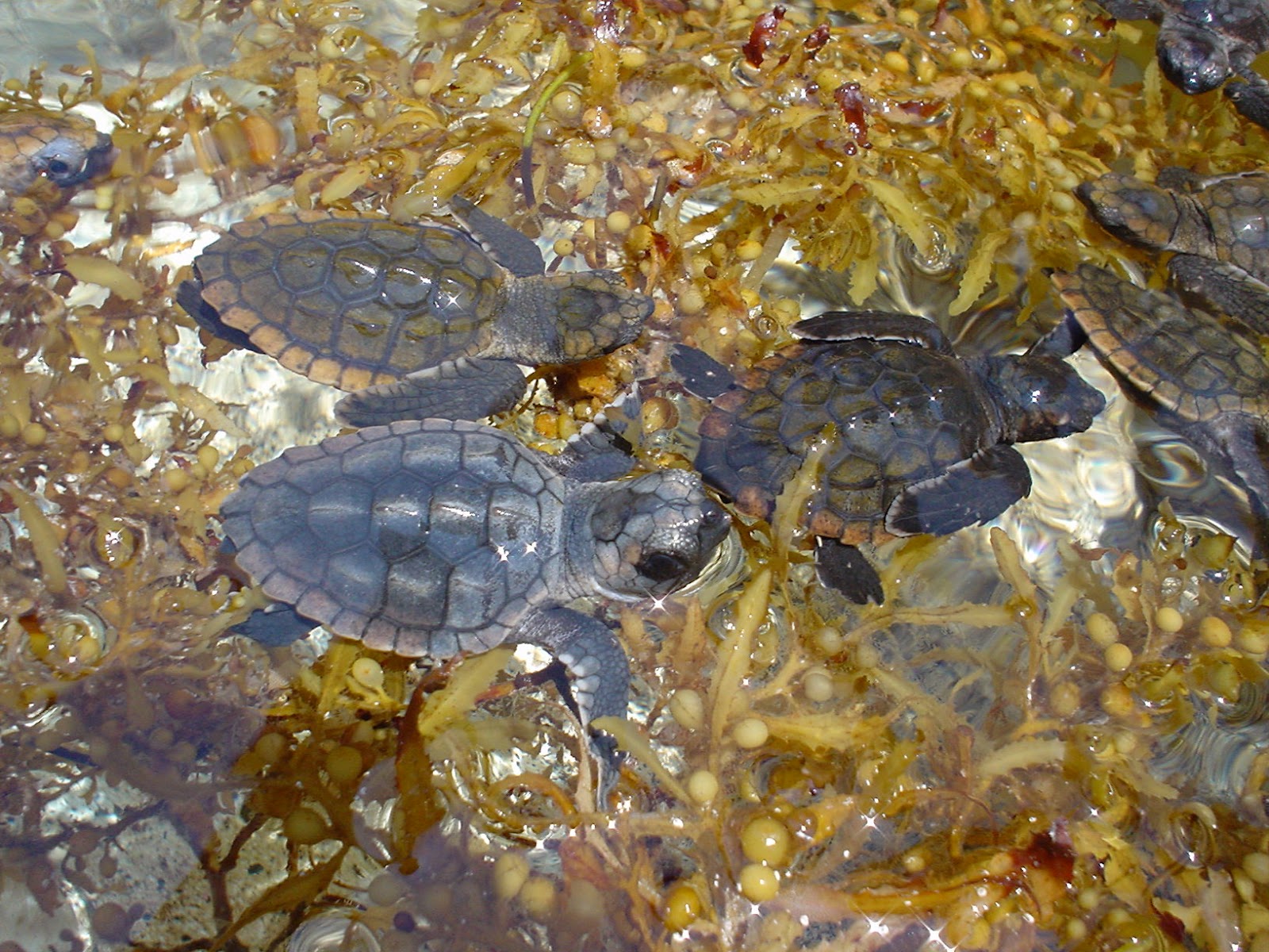 San Diego Sea Turtles What do we know about young sea turtles' "lost