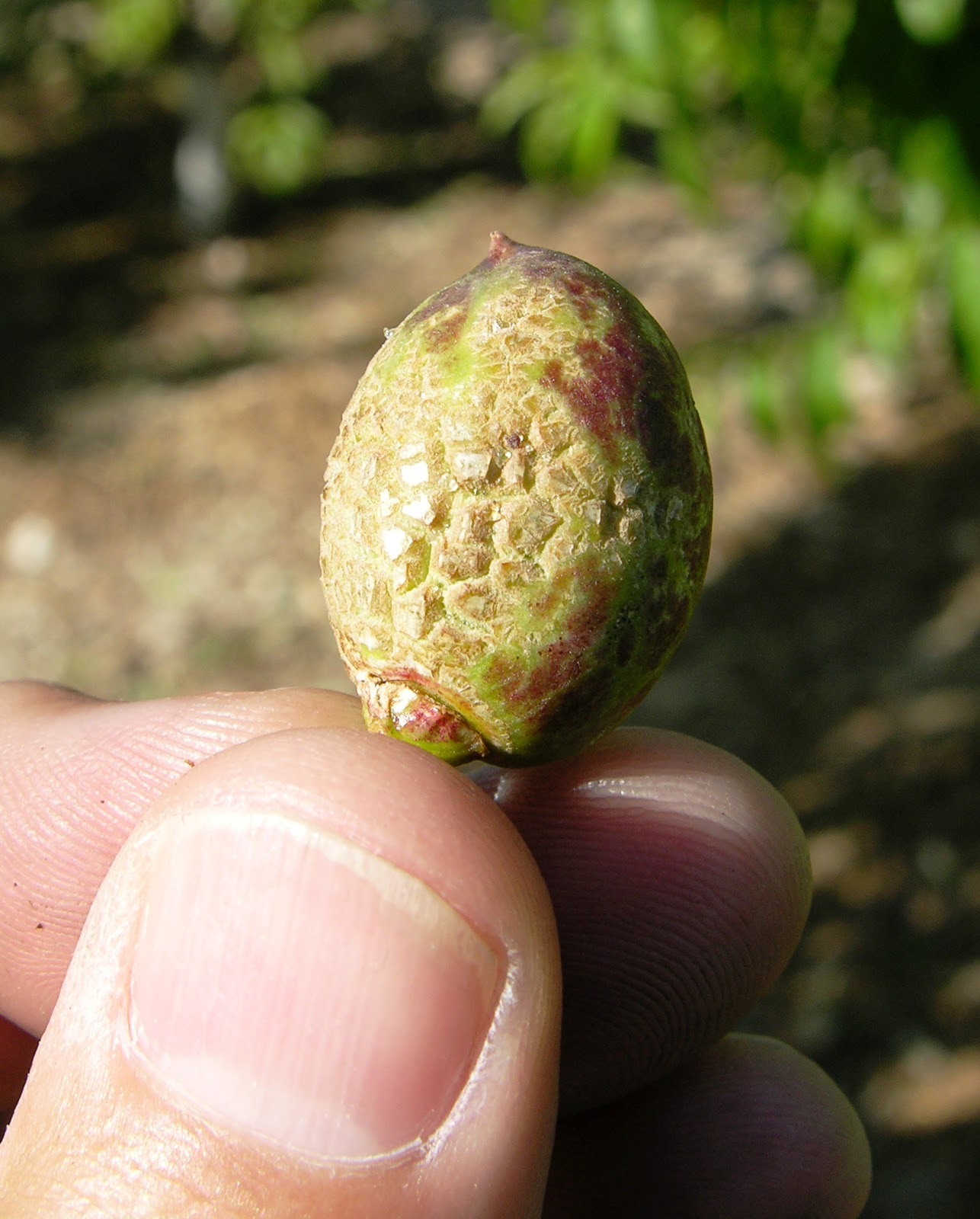 Xtremehorticulture of the Desert Scarring of Nectarine from Thrips Can