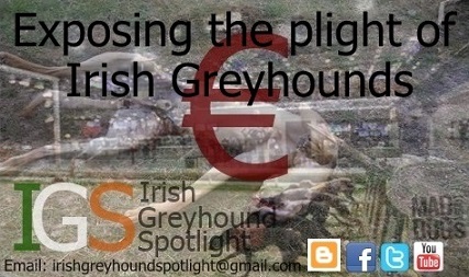 Irish Greyhound Spotlight