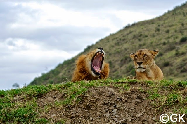 Löwenpaar kurz vor dem Akt