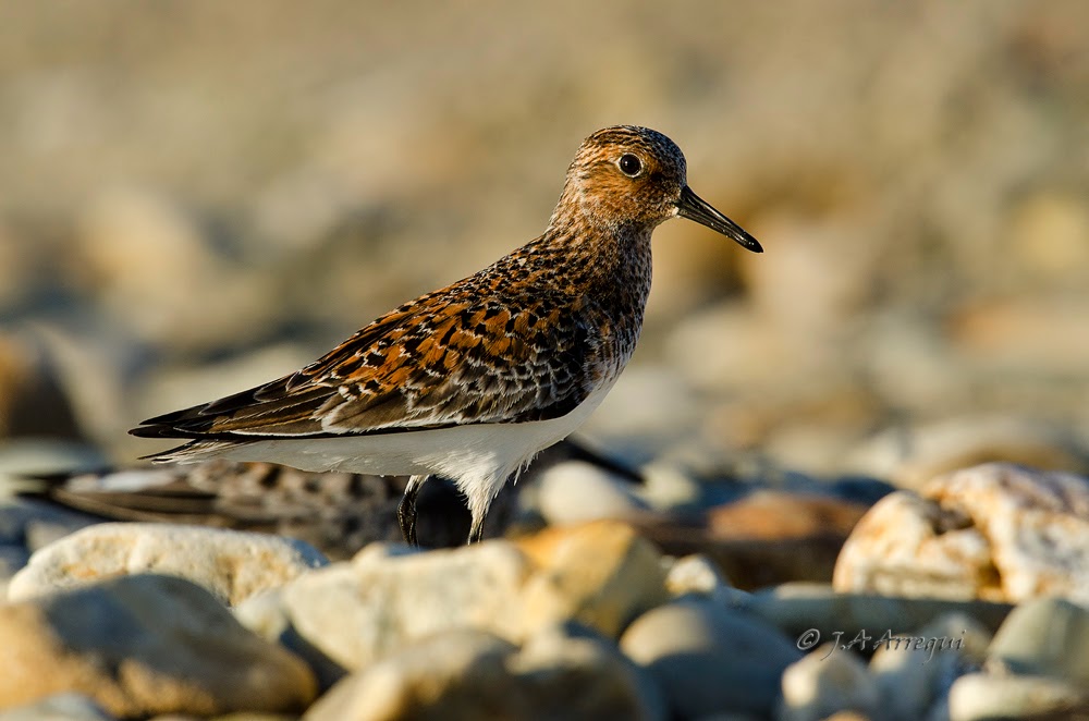 Correlimos tridactilo, Calidris alba, Sanderling Correlimos tridactilo, Calidris alba, Sanderling