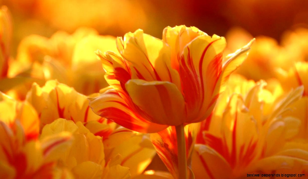 beautiful flower pictures beautiful flower pictures