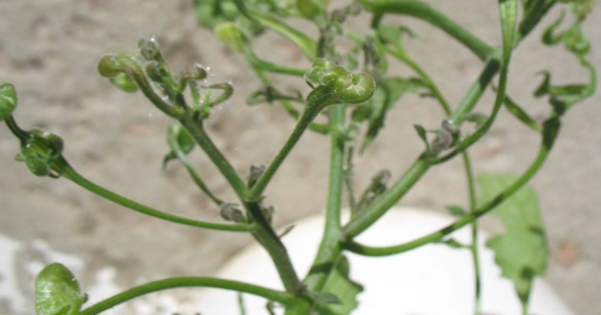 tomato blight soil treatment tomato blight soil treatment