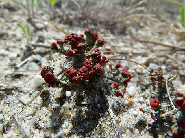 Cladonia lichen Floyd Bennett Field