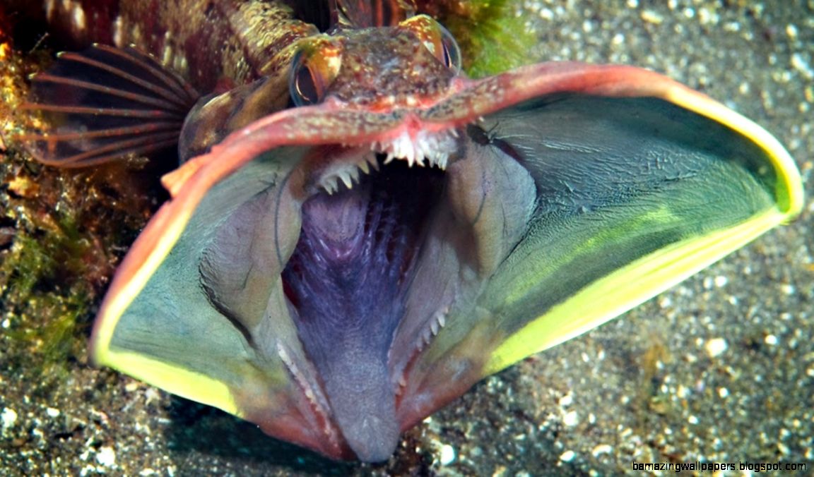 10 of the MOST AMAZING SEA CREATURES ever discovered YouTube 10 of the MOST AMAZING SEA CREATURES ever discovered YouTube
