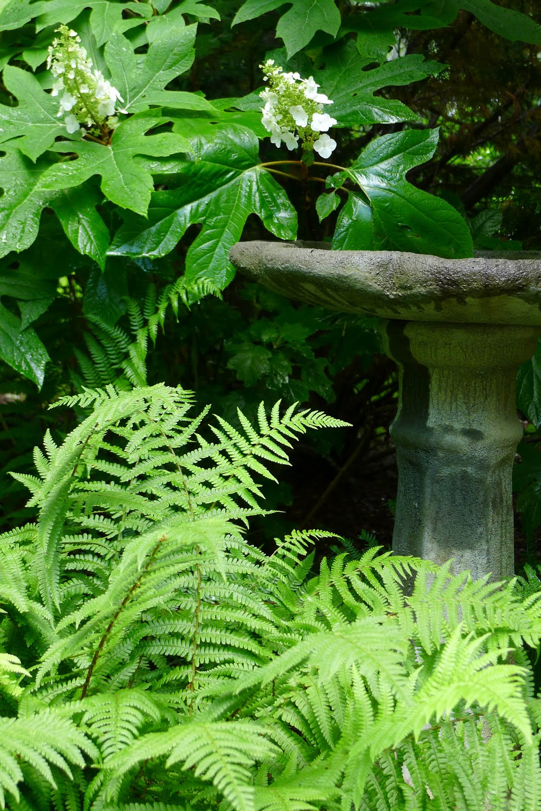 Garden Muses Not Another Toronto Gardening Blog Worth The Wait