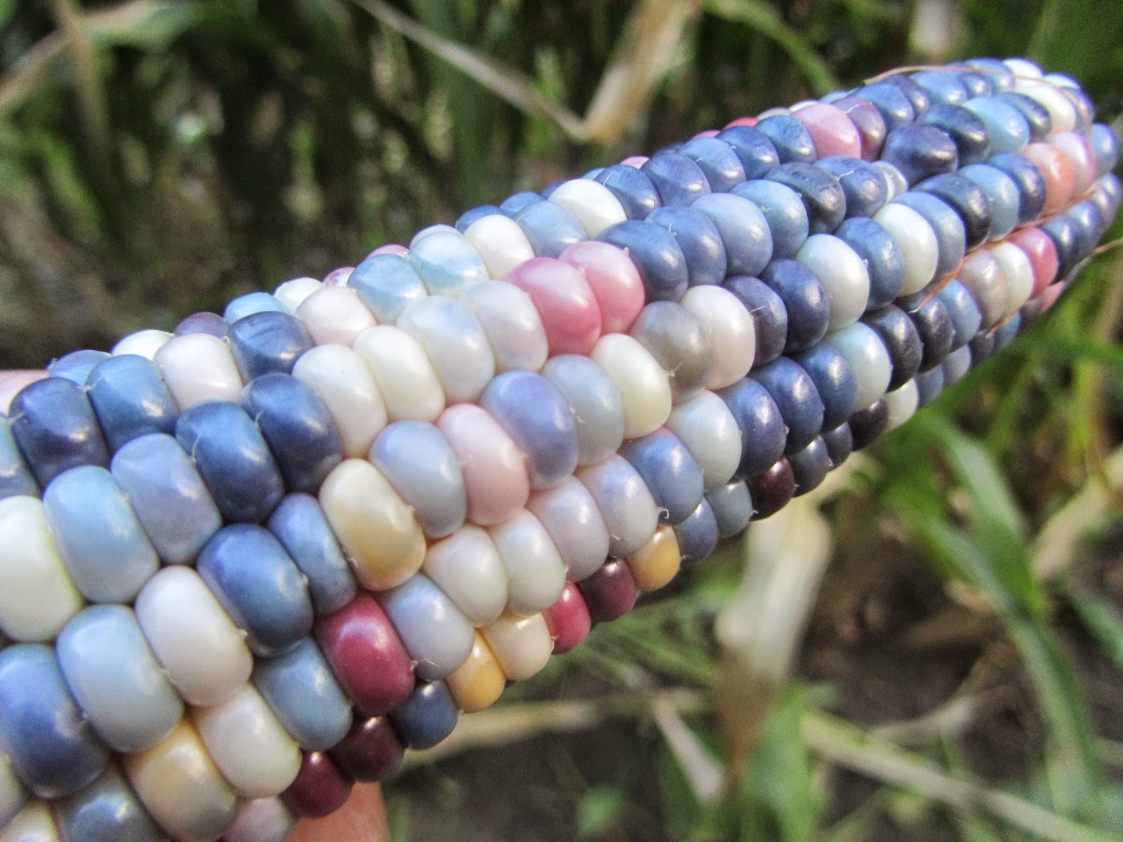 Jen & the Bean stalk Glass Gem Indian Corn