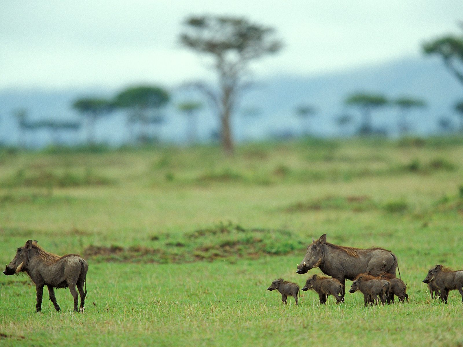 Warthog Wallpapers | Animals Library