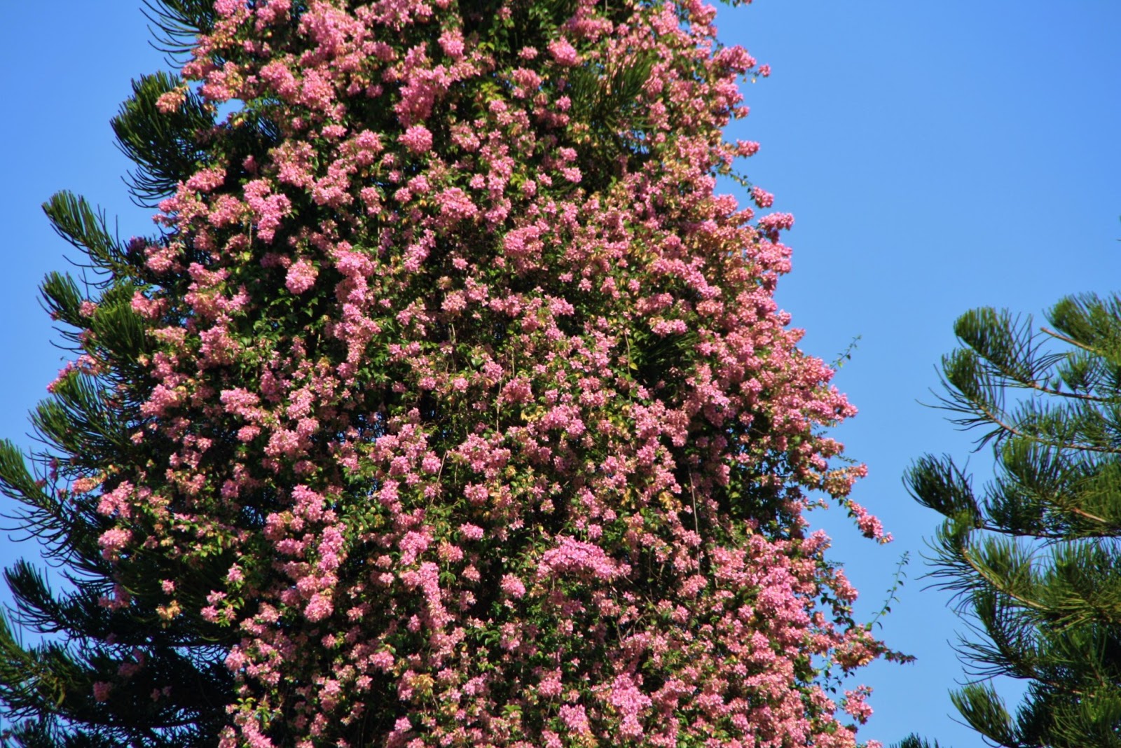 Images of Ipoh A Flowery Pine Tree