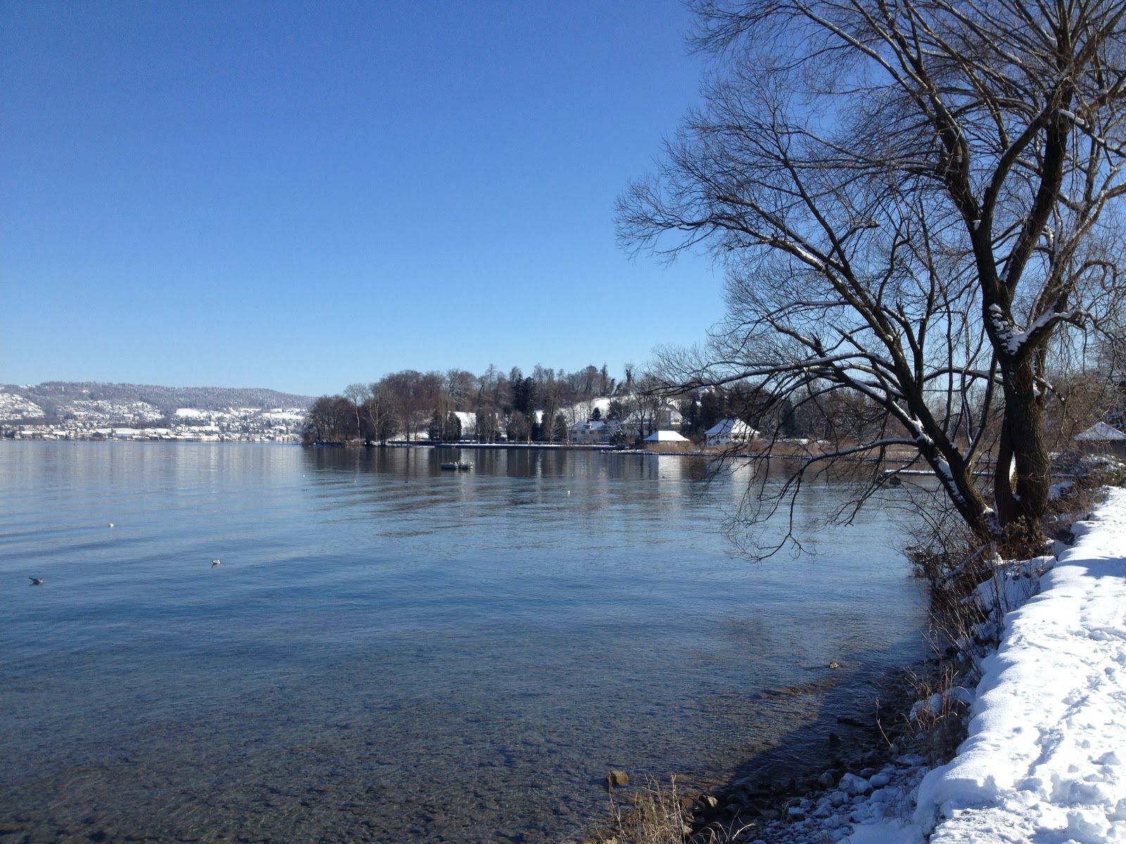 Benno in Freienbach Halbinsel Au