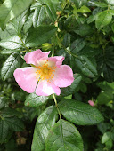 Wild Rose