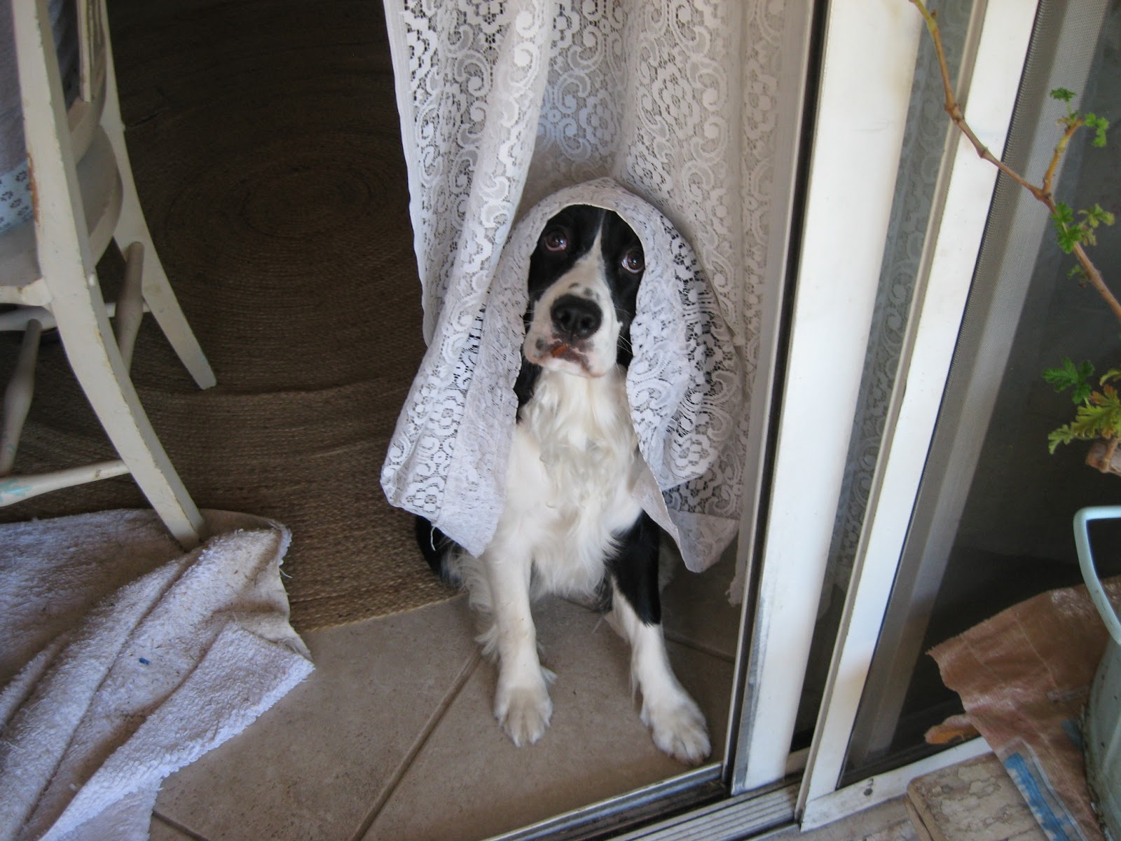 heaven sent springers