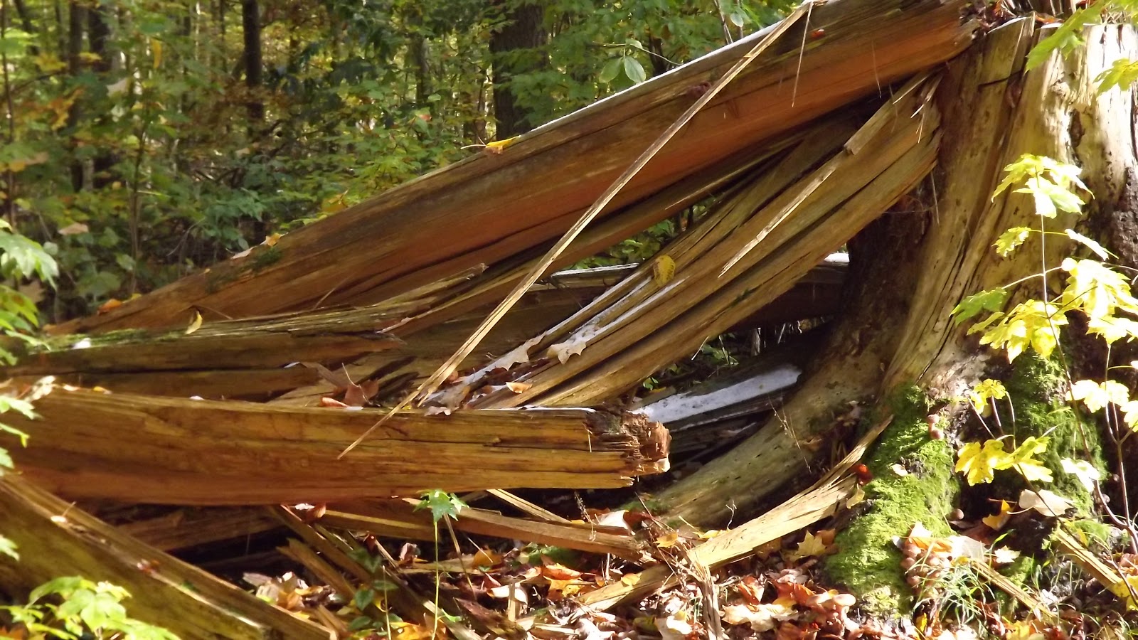 Der Baum Im Wald Gedanken Zum Werden Und Vergehen In Der Natur