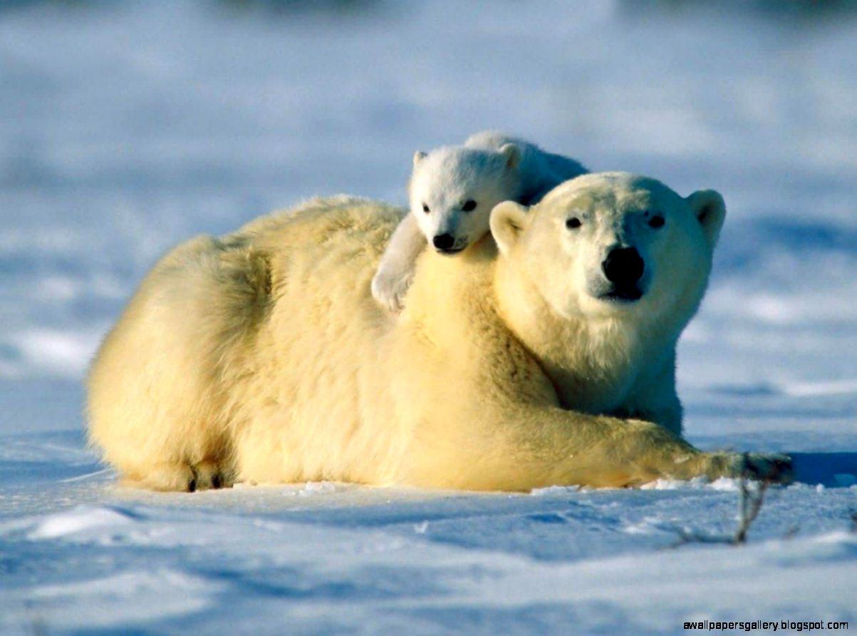 Polar Bears gt Facts Eat Baby Population Endangered Attack Polar Bears gt Facts Eat Baby Population Endangered Attack