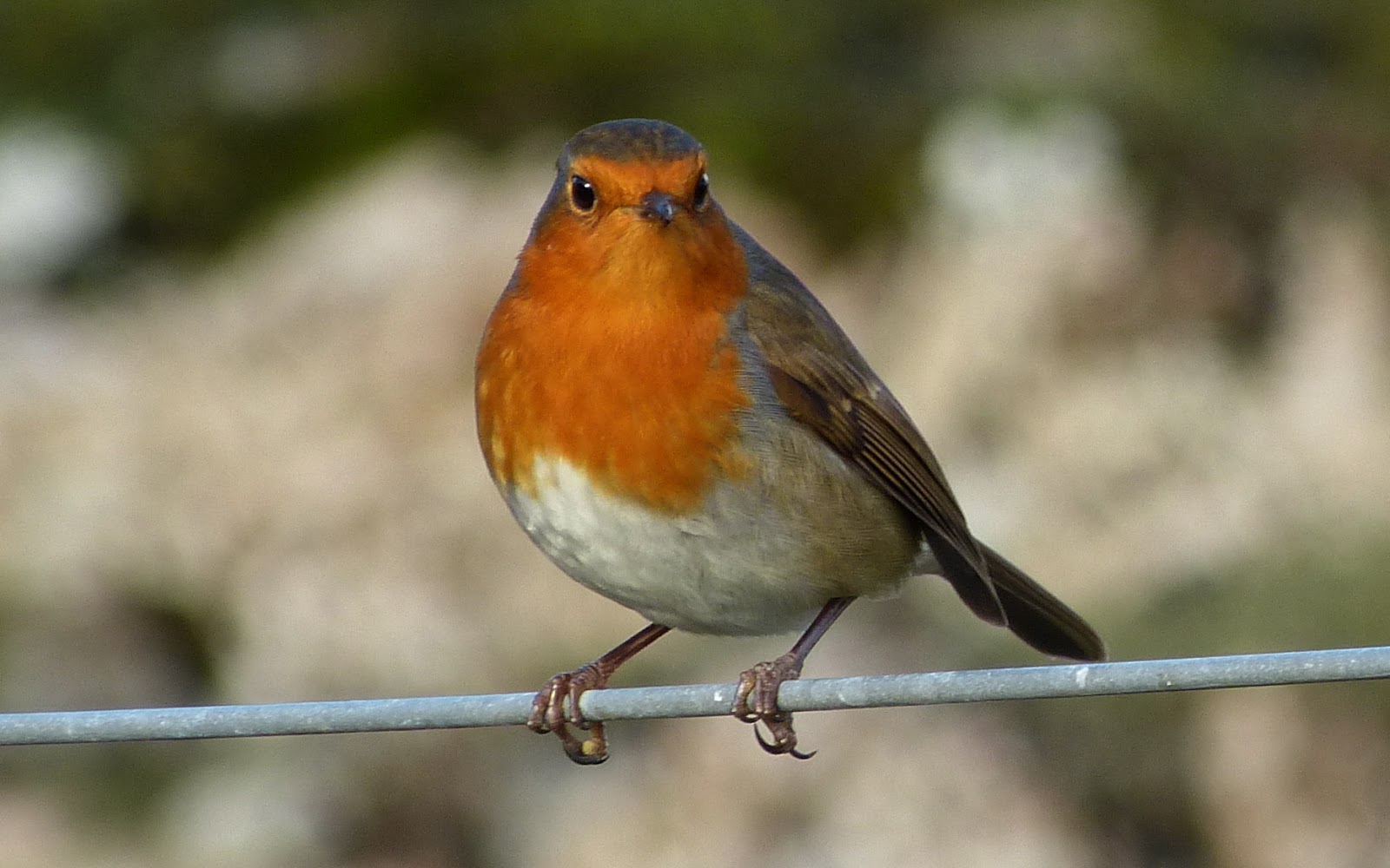A Kilchoan Diary: Garden Birds