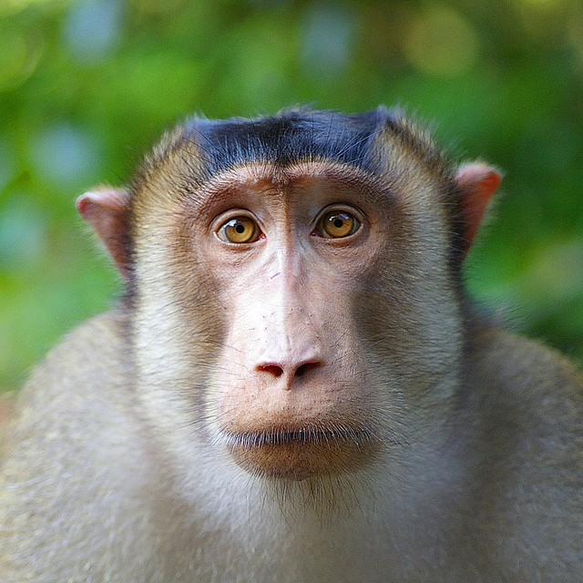 Our Beautiful World Animal Expressions