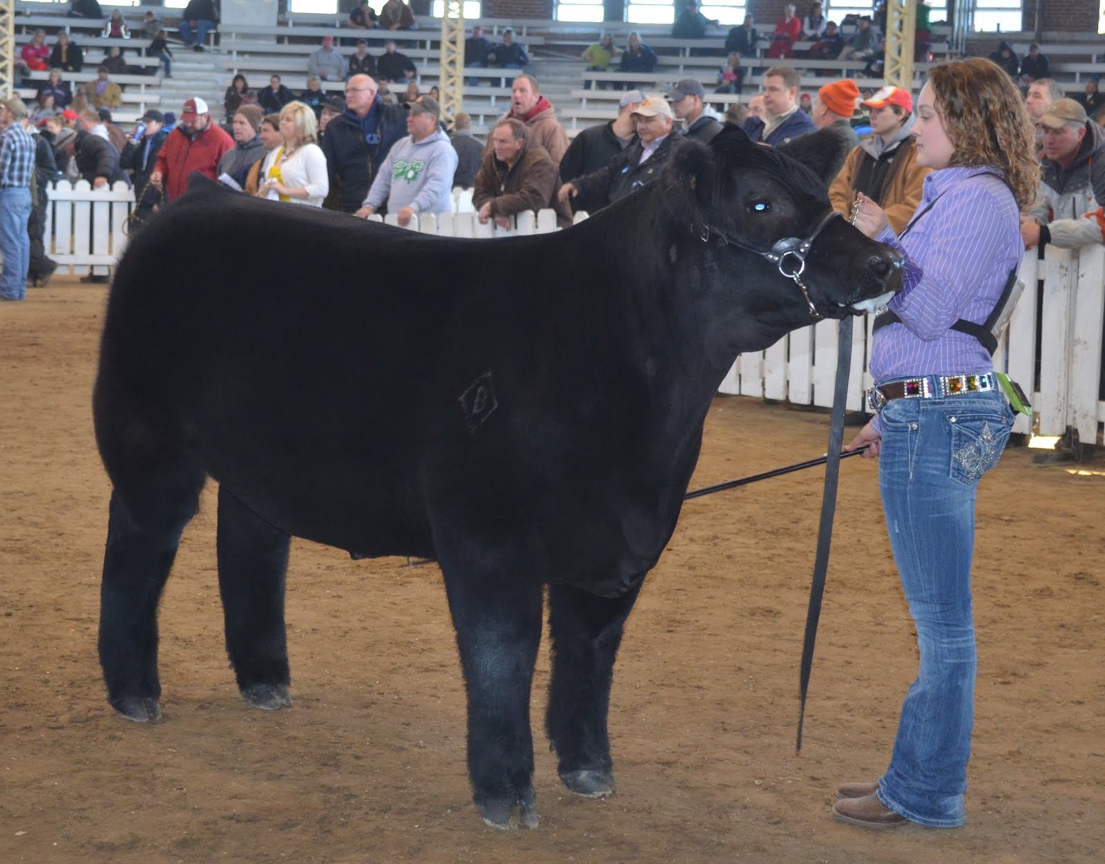 MITTAG Blog Iowa Beef Expo Simmental Steers