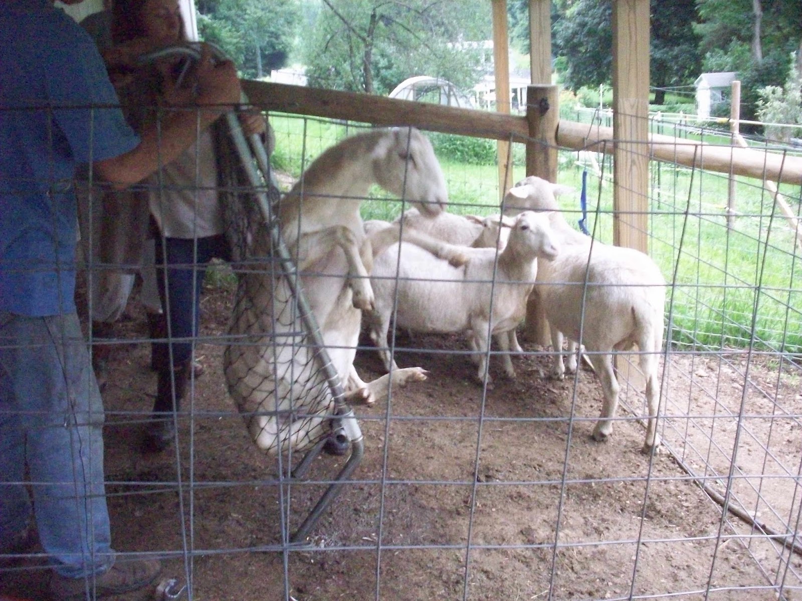 4 acres and a stream It's a Sheep Chair