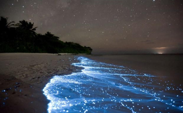 Thích mê thú câu mực đêm trên Đảo Ngọc Phú Quốc