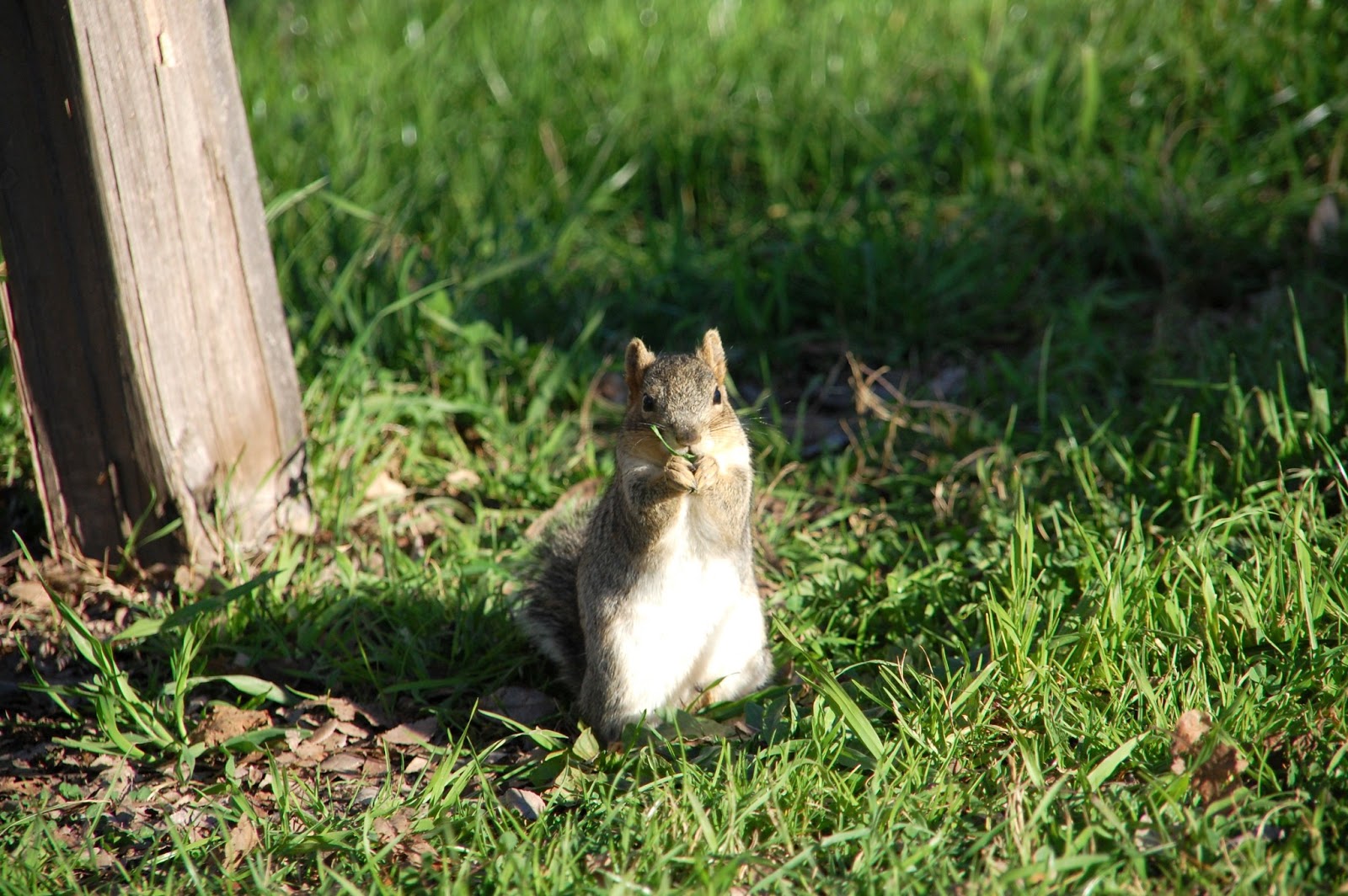 季節の風景 たんぽぽのはっぱを食べるりす