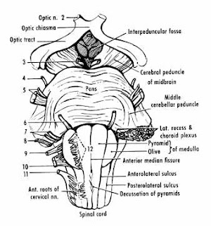 Neurology