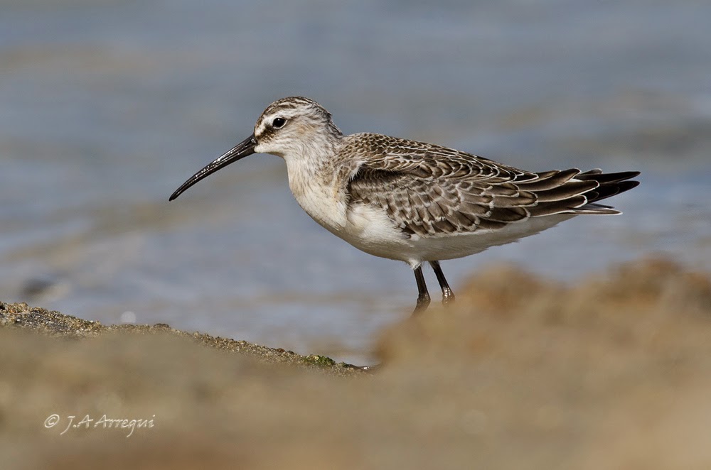 correlimos zarapitin, Calidris ferruginea, Curlew Sandpiper correlimos zarapitin, Calidris ferruginea, Curlew Sandpiper