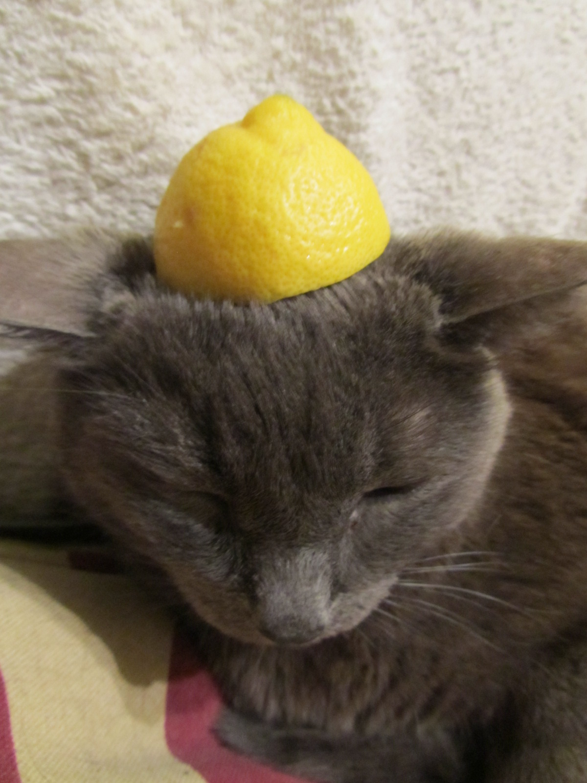 Blo Blog レモン猫
