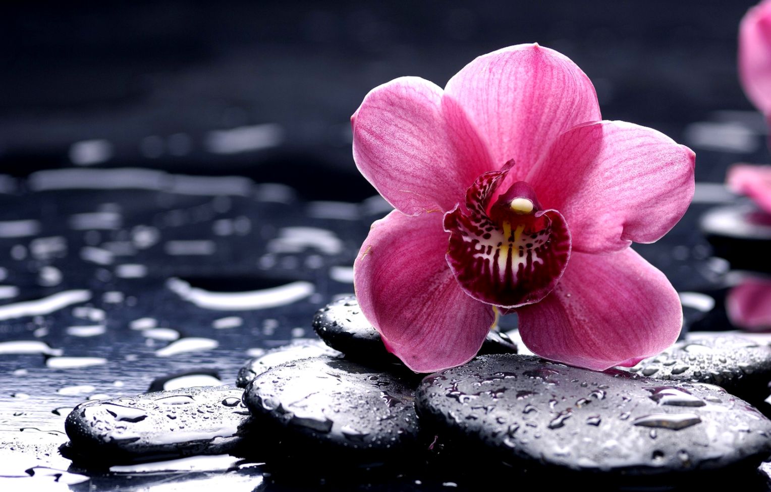 Flowers Orchid Water Drops wallpaper 1680x1050 135643 Flowers Orchid Water Drops wallpaper 1680x1050 135643