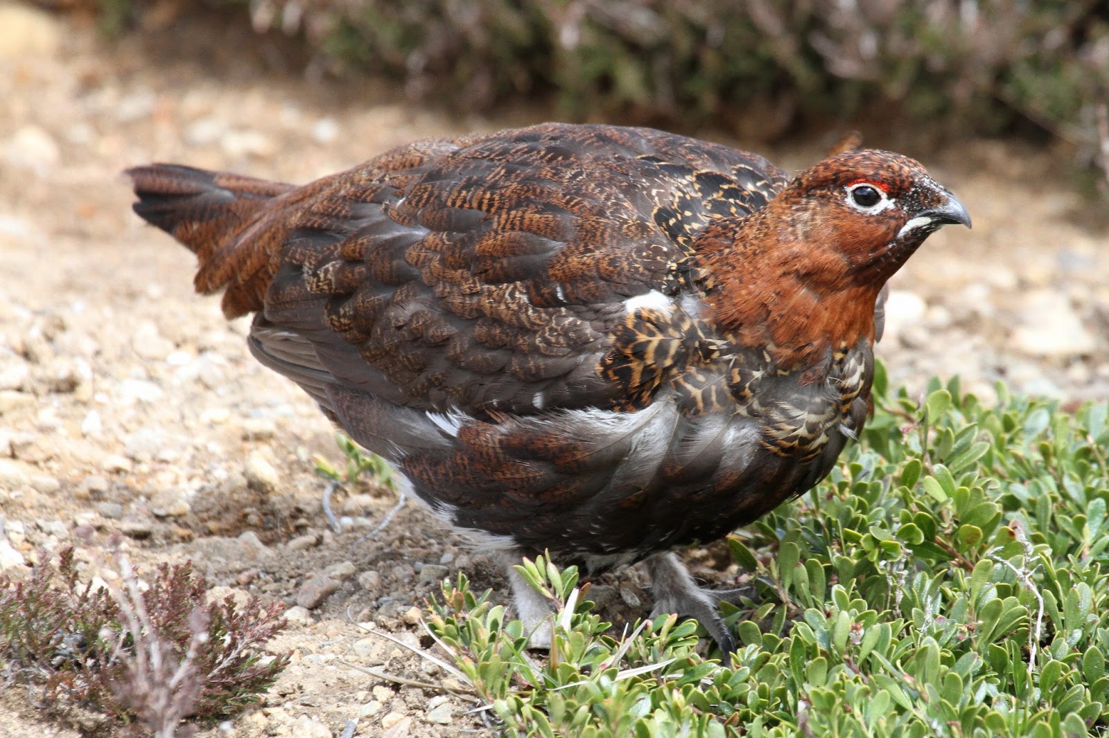 lapland Aviemore Adventure