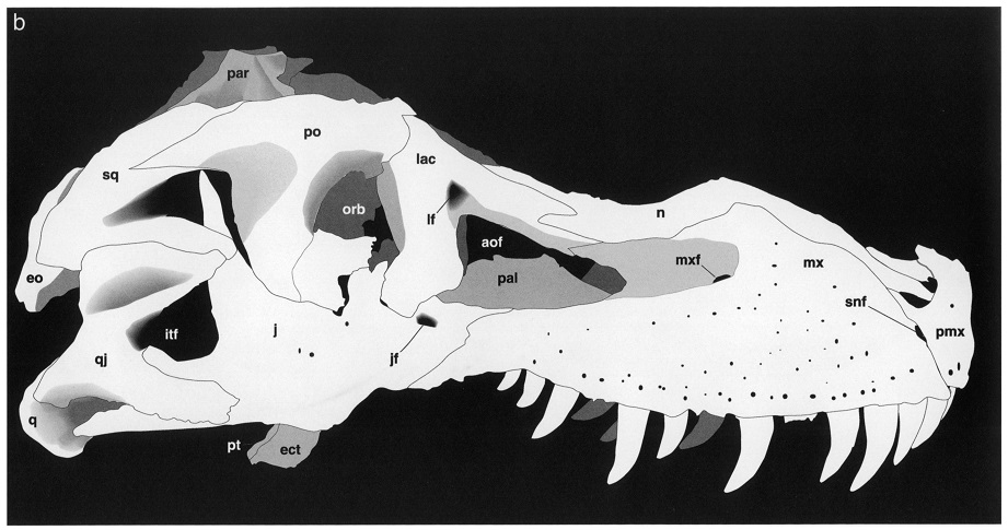 mark witton com blog did tyrannosaurs smile like crocodiles a schematic drawing of tyrannosaurus skull fmnh pr2081 the specimen better known as sue showing the distribution and somewhat conservatively size