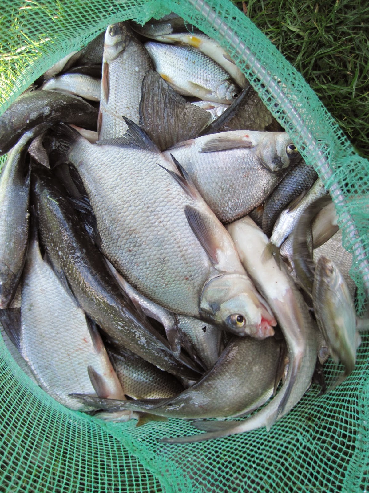 rencontre 49 chemillé