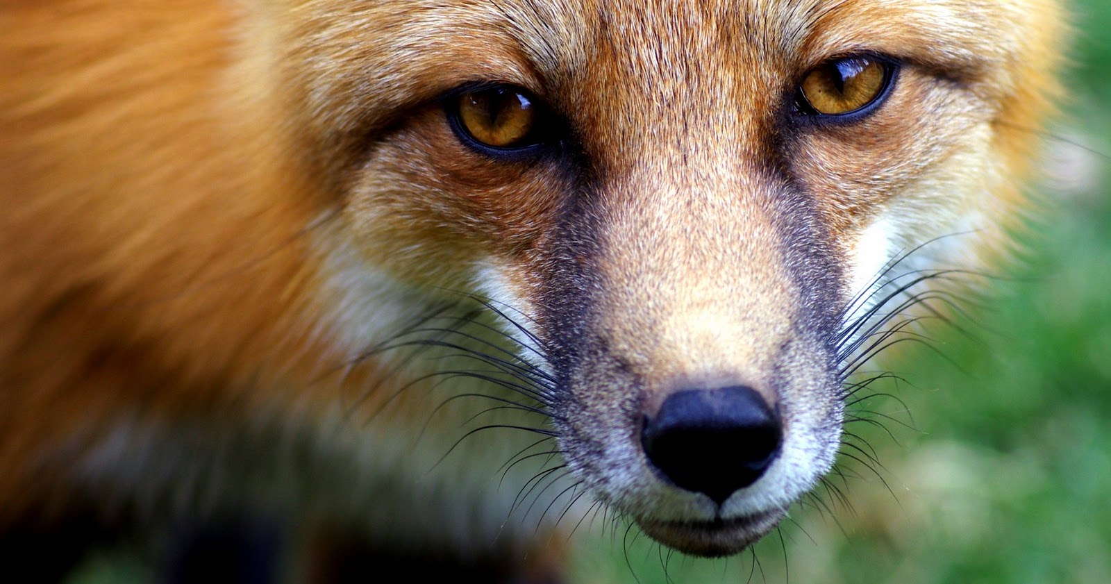 fox eyes