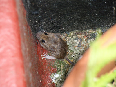 Mrs Mouse hiding between our doorstep and plant pots. 