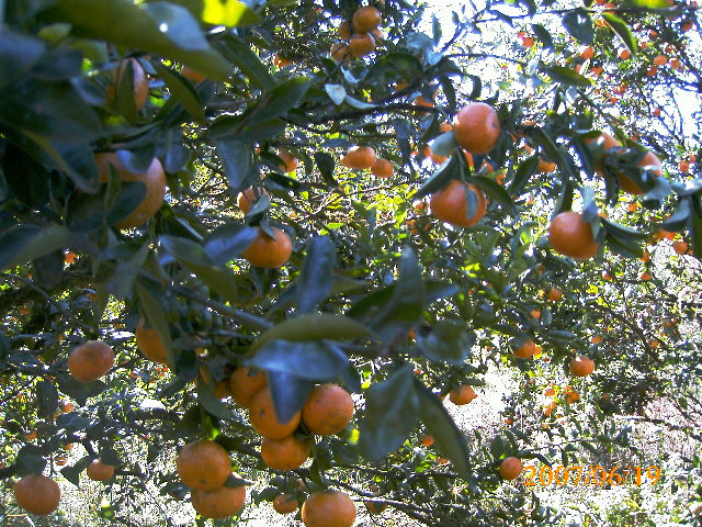 diferenca horta jardim e pomar no Sítio dos Herdeiros Cultivando diferenca horta jardim e pomar no Sítio dos Herdeiros Cultivando