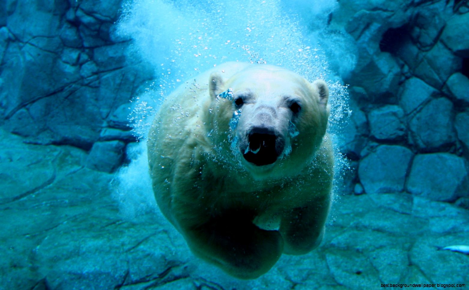 Animal Desktop Backgrounds Desktop Image Animal Desktop Backgrounds Desktop Image