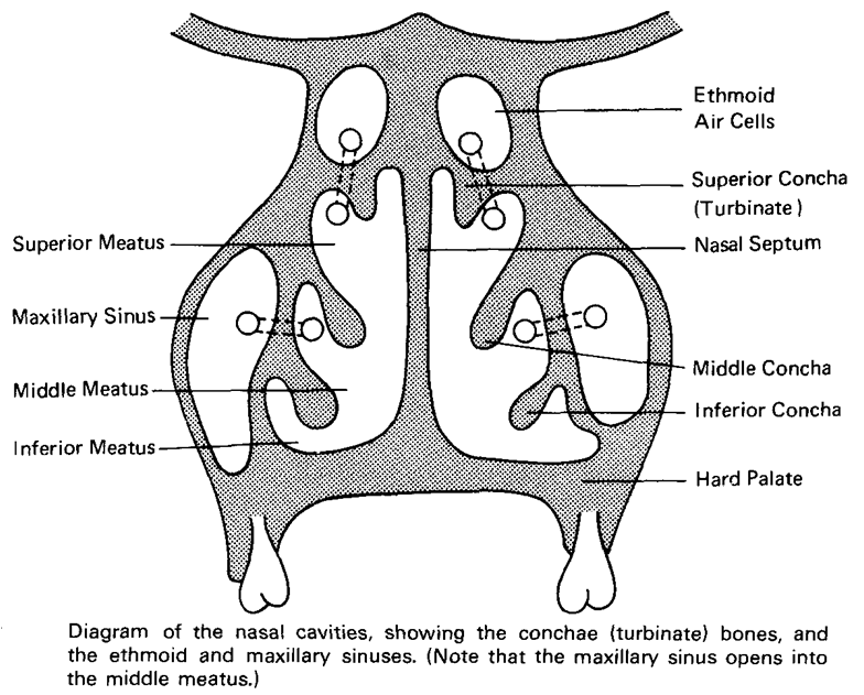 Athi�s World SISTEM PERNAFASAN AAK