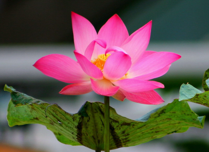 My World Puisi (Deskripsi Teratai )