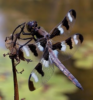 Dragonflies+mating+heart+shape