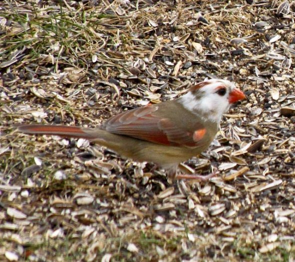 Connecticut Audubon Society Leucistic Northern Cardinal