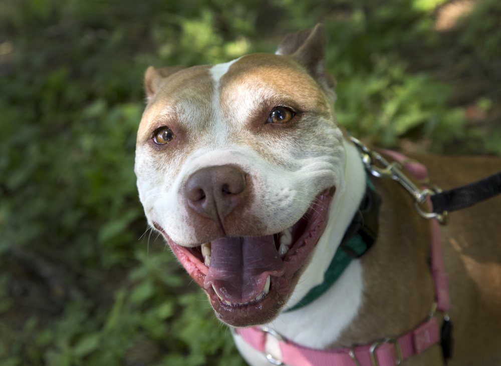 shelter dogs of portland prada gentle sensitive lady