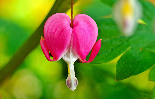 Dark Pink bleeding heart flower