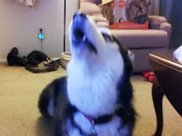 Kita howling excitedly.