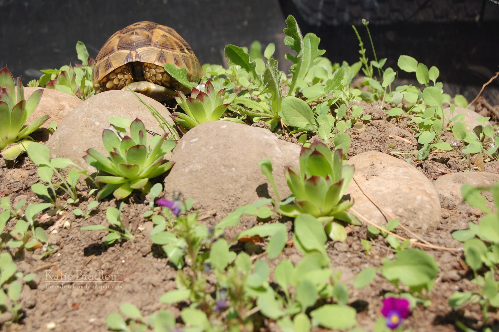 Tortaddiction Sunshine and weeds = tortoise heaven