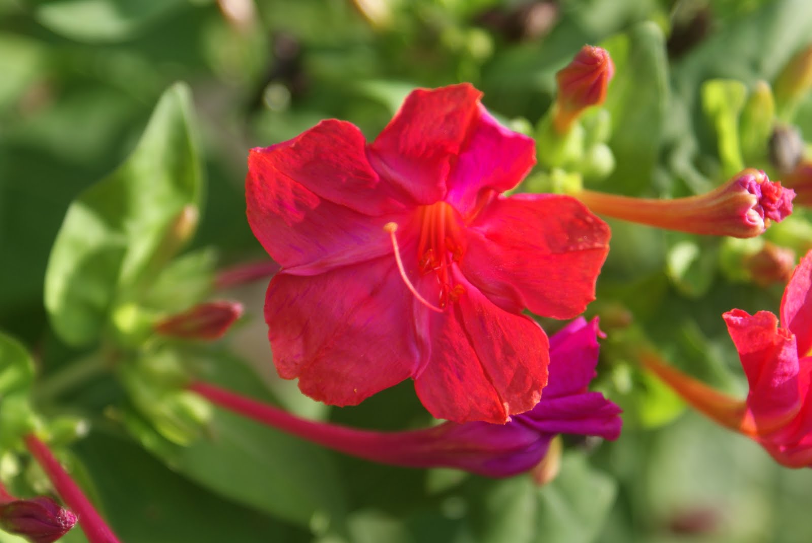 The Ebullient Gardener Mirabilis jalapa (4 o'clocks)