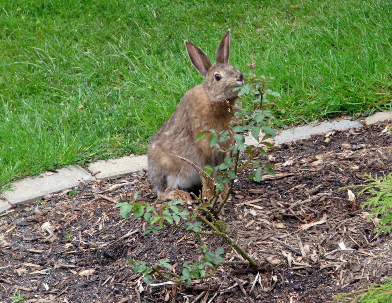 Ask Rosie Beaucoup The Case Of The Shrinking Rose Bush
