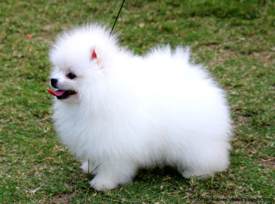 Pomeranian Husky Mix Dogs Pomeranian Husky Mix Dogs