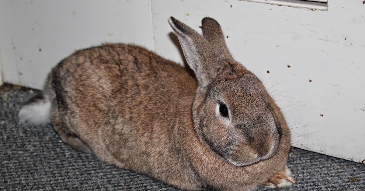 The Average Life Span Expectancy of a Rabbit How To Build A Rabbit Hutch