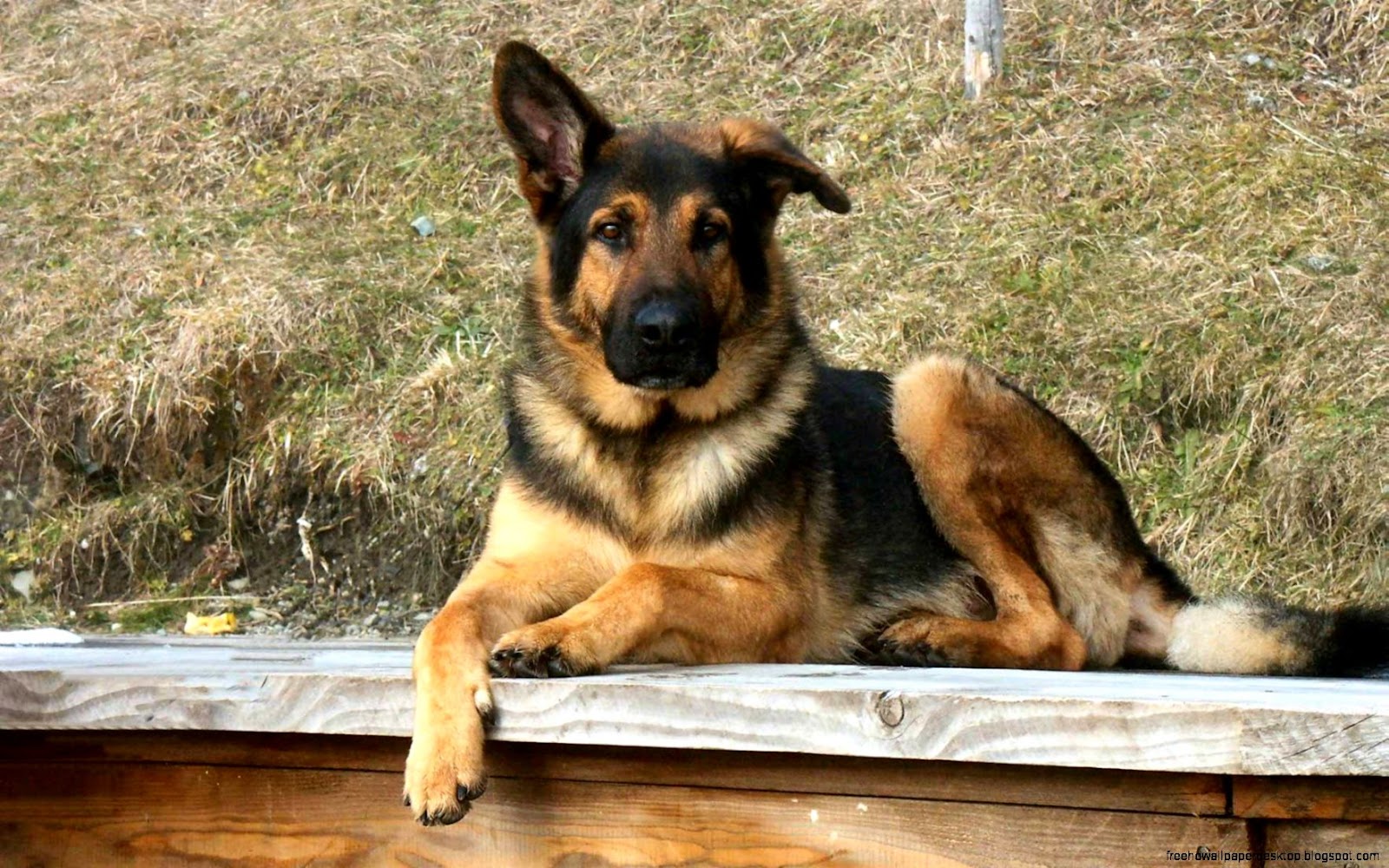 Animal German Shepherd Animal German Shepherd