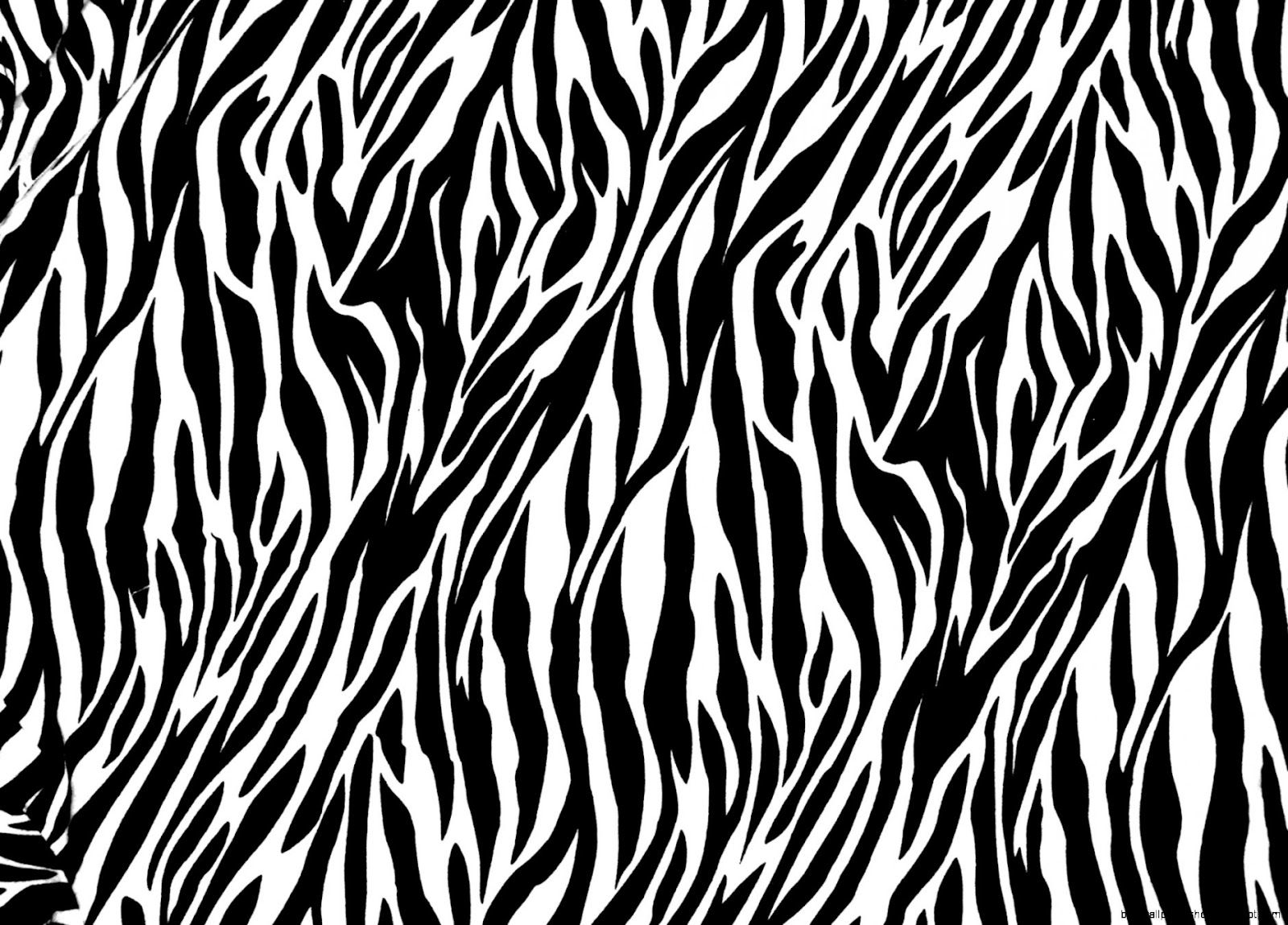 Black and White Animal Print Texture Black and White Animal Print Texture