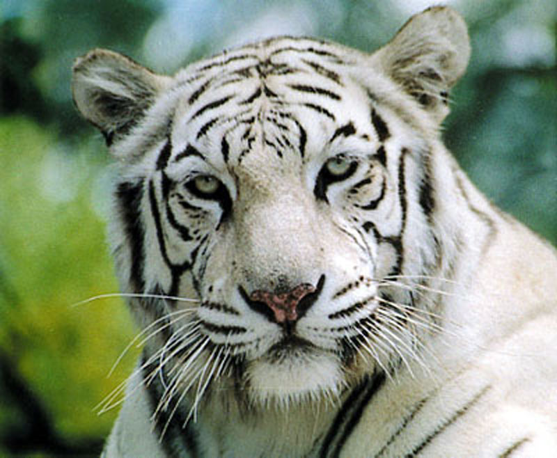 Animals of the world White Tiger